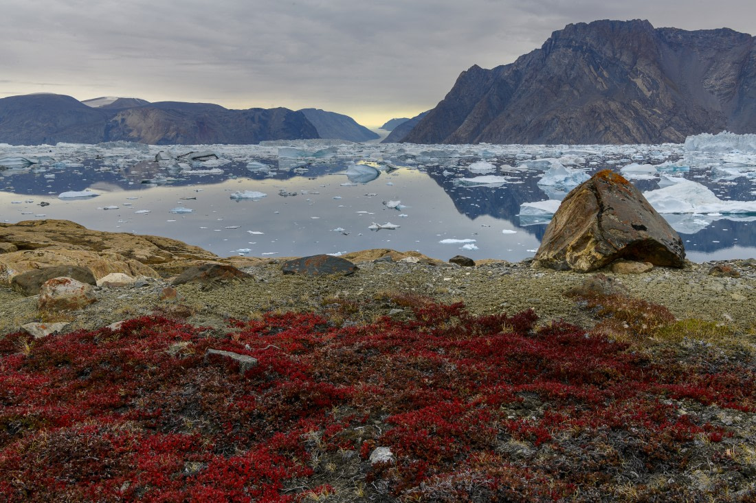 Greenland tundra © Olga Lartseva - Oceanwide Expeditions.jpg