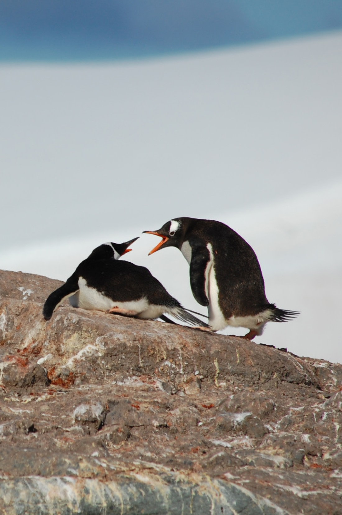 Gentoo penguins argument