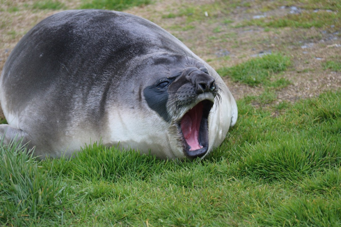 See Elefant Grytviken