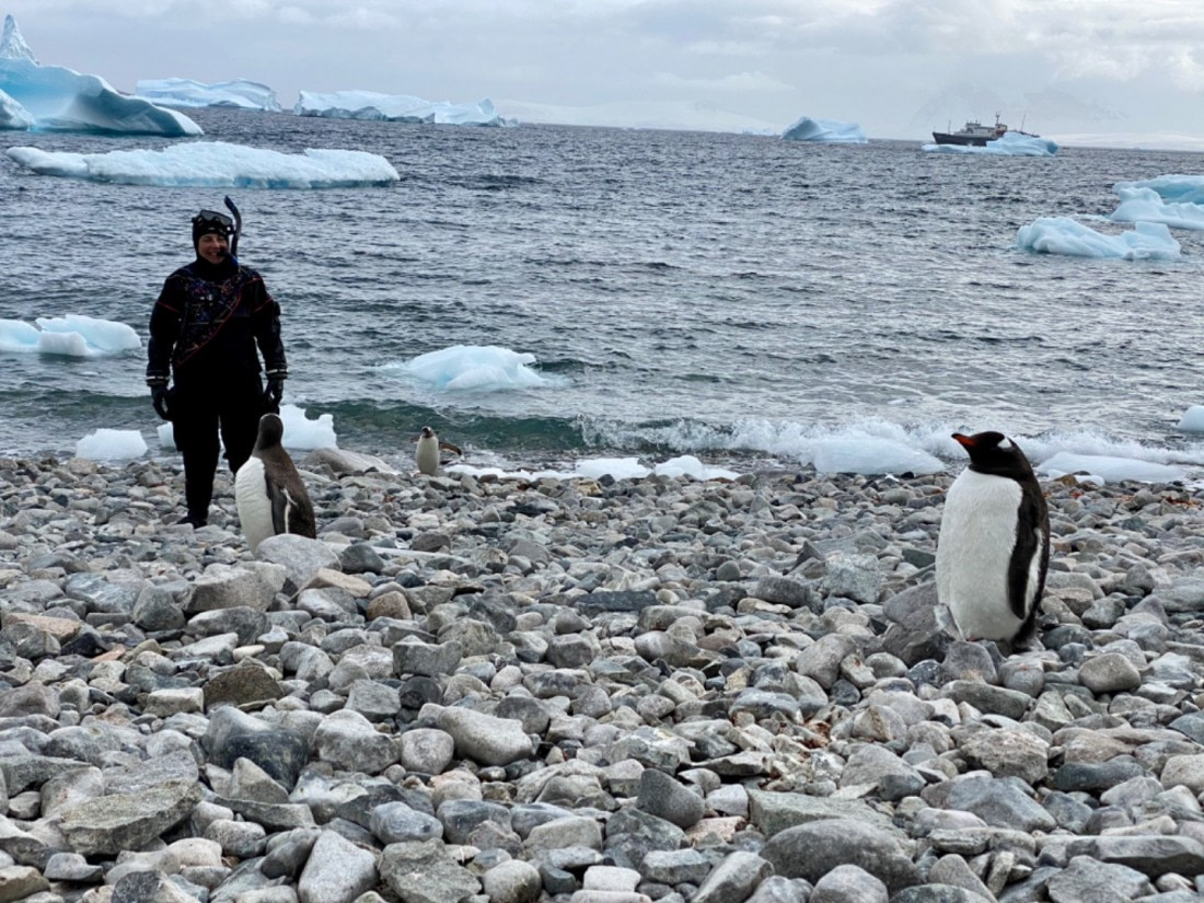 Snorkeling with Penguins