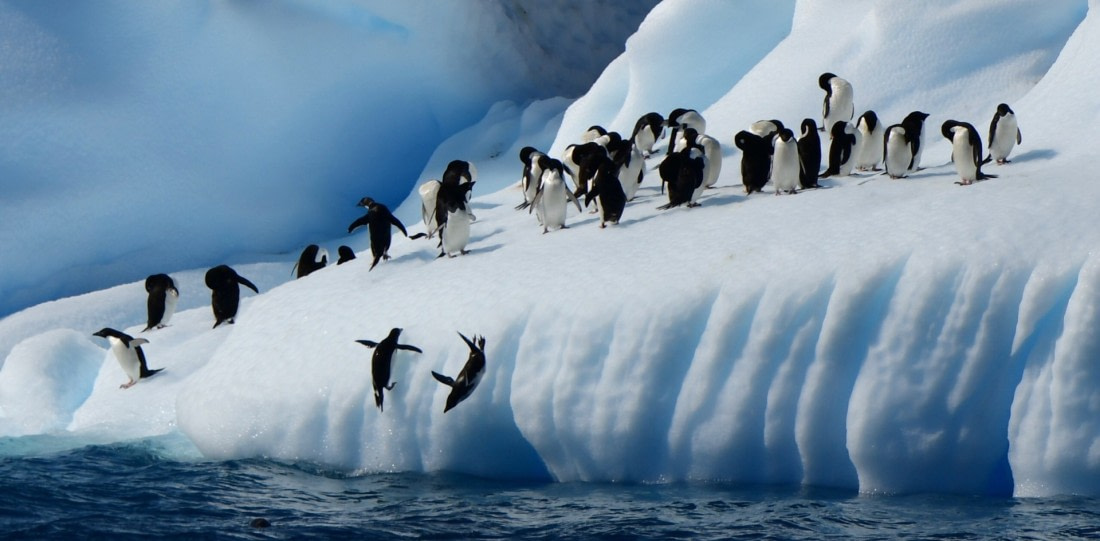 Jumping penguins