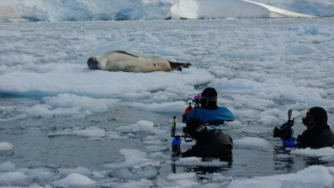 Sealeopard encircled by divers