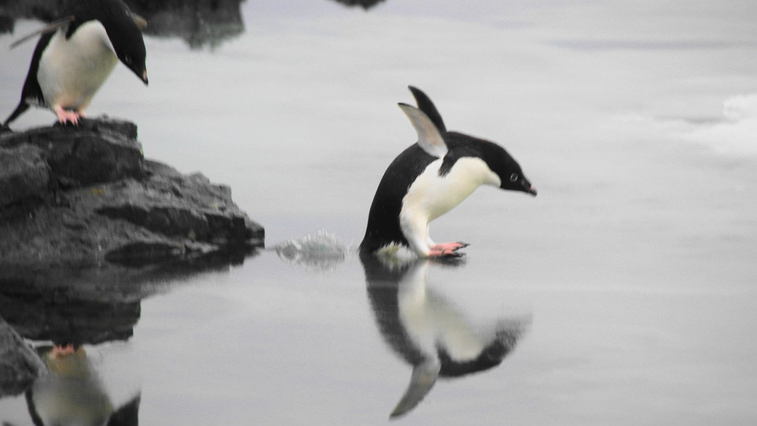 Jumping Penguin