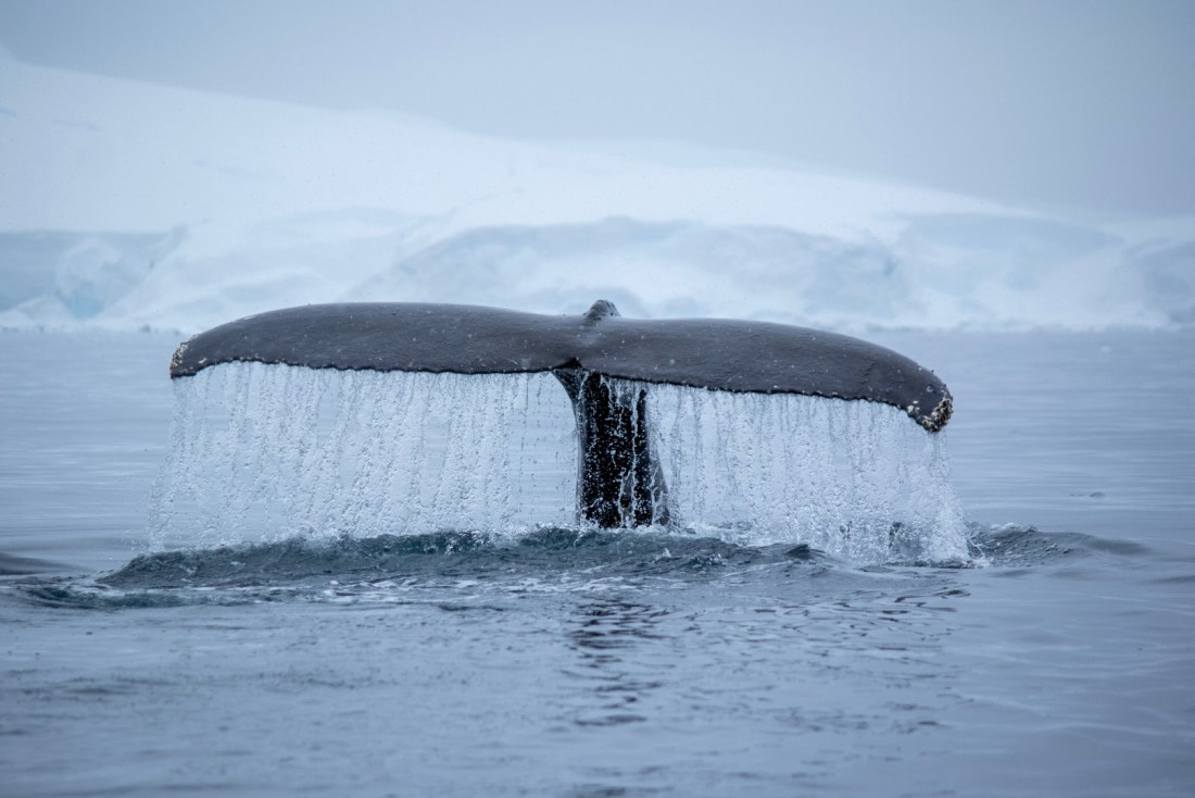 Whale Tail