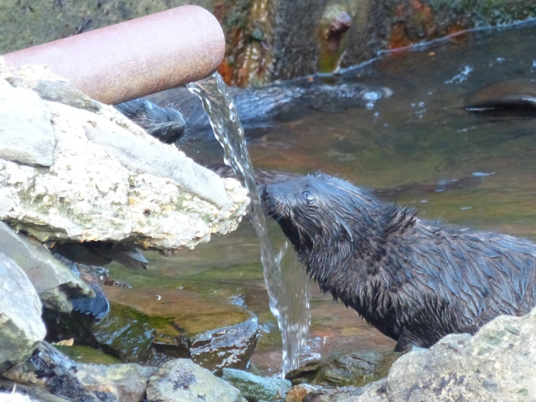 at the fountain