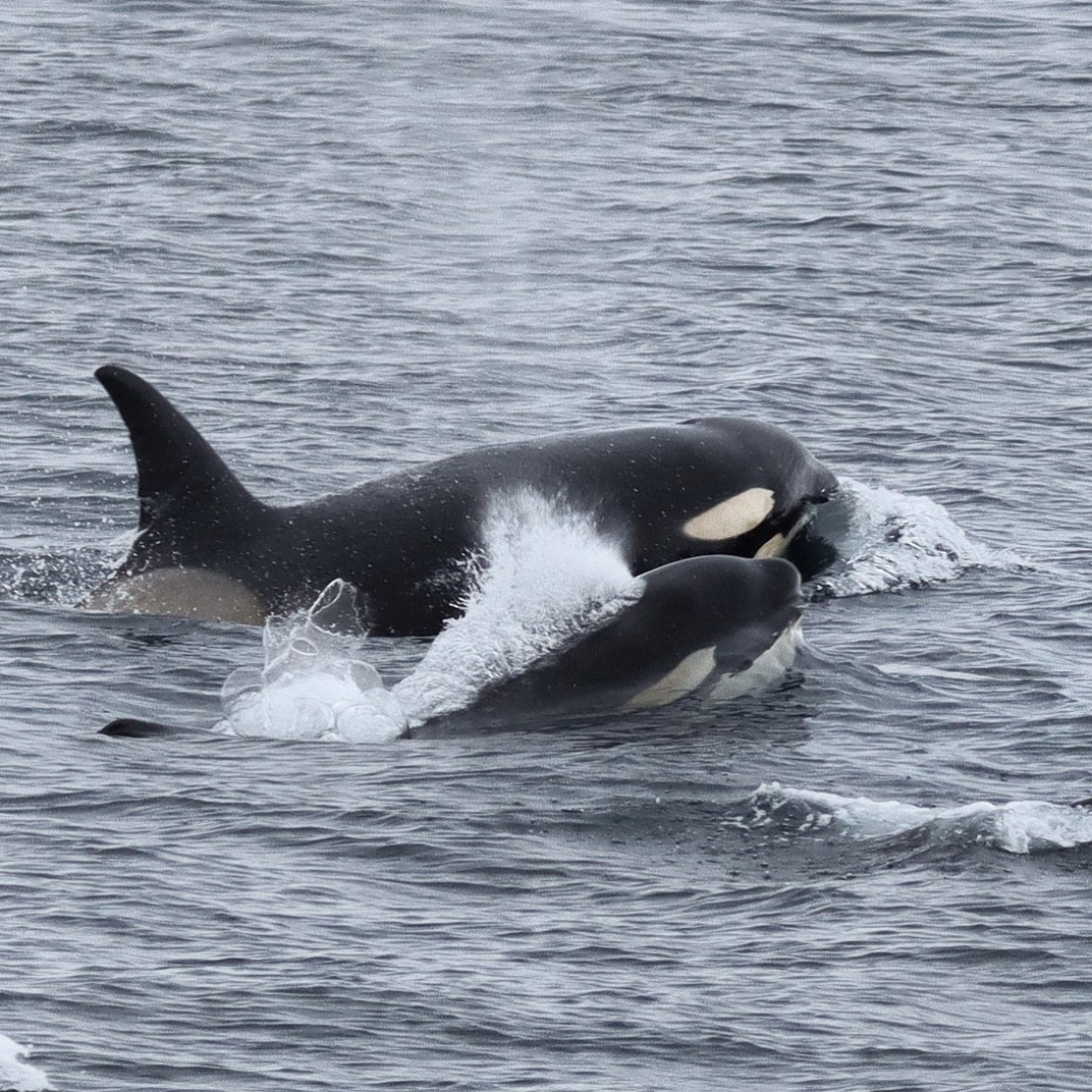 A mother and her young