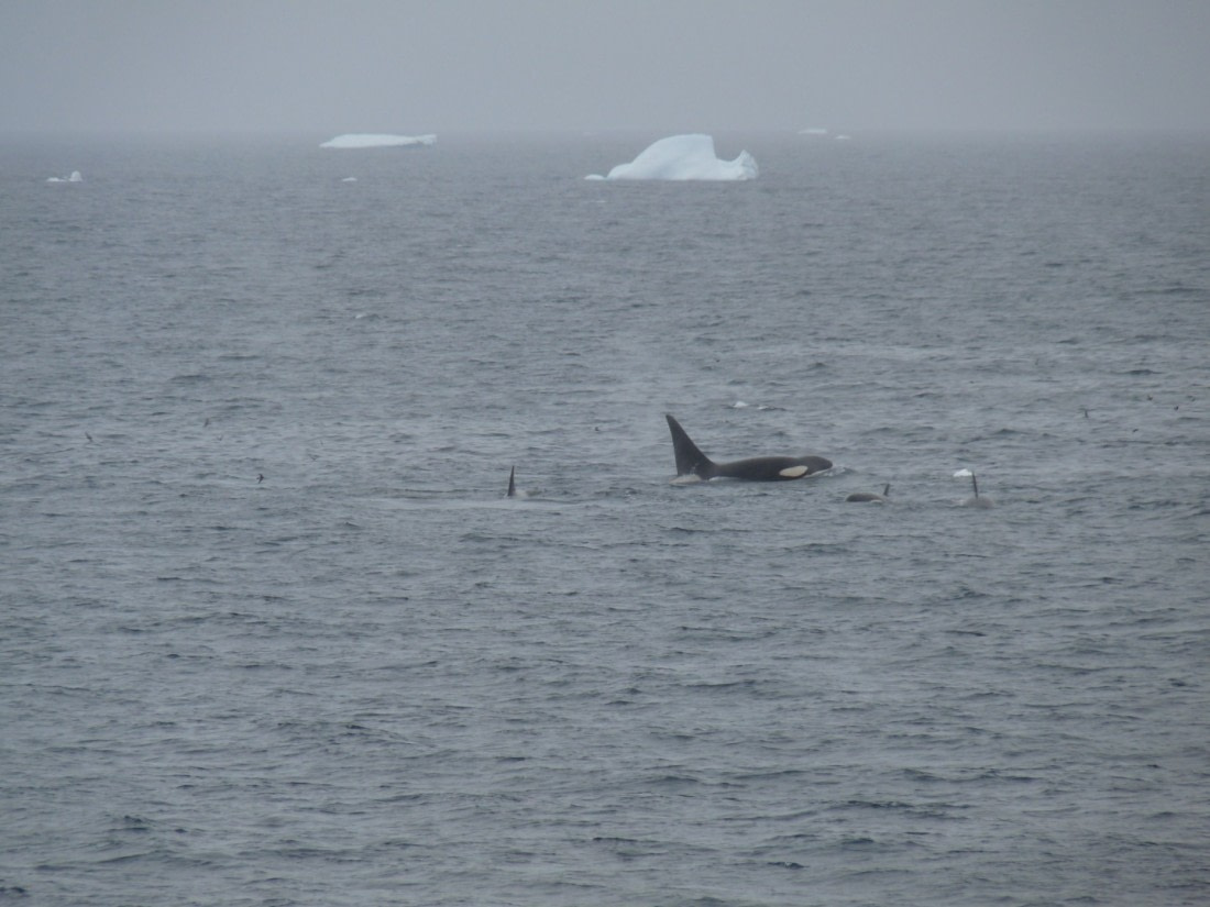 Killer whale's on the way to Whaler's Bay