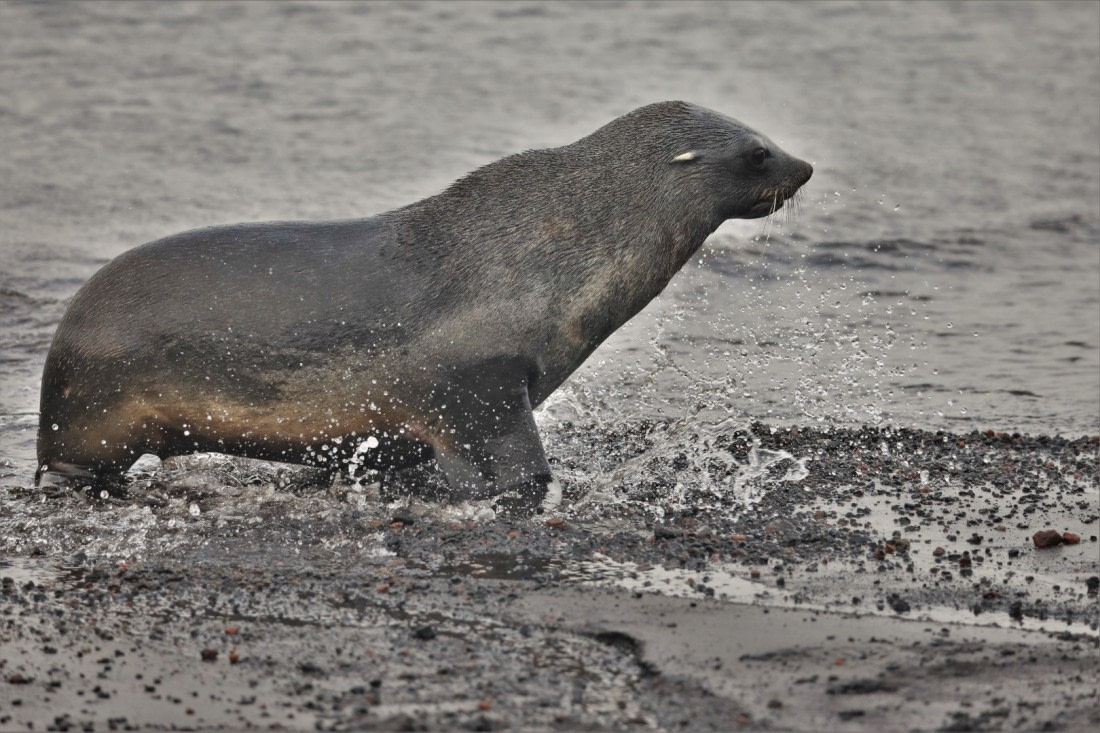Fur seal in the ocean