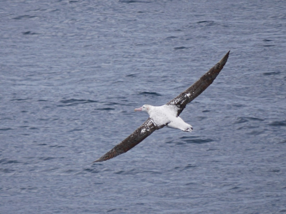 Drake Passage Southern Royal Albatross
