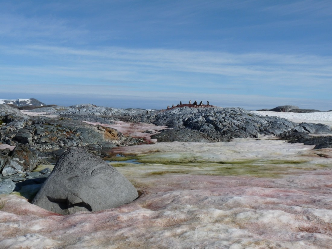Snow algae landscape on Petermann Island
