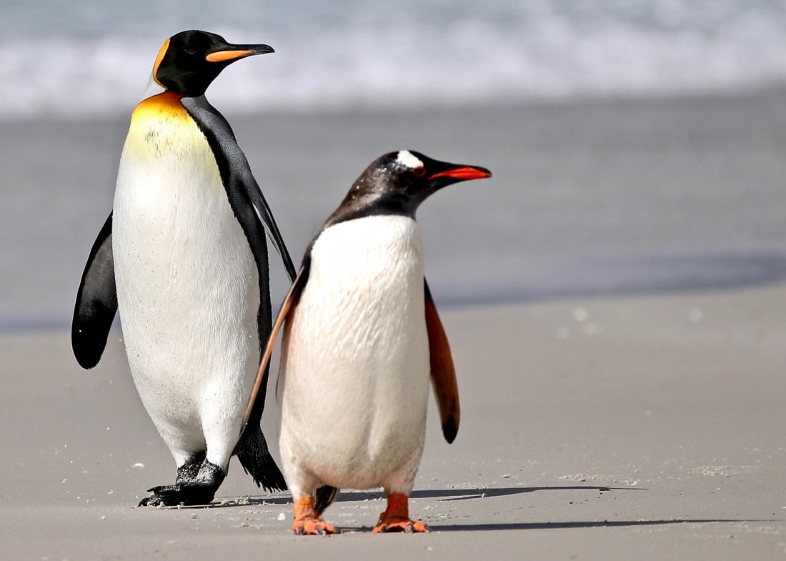 Saunders Bay King and Gentoo