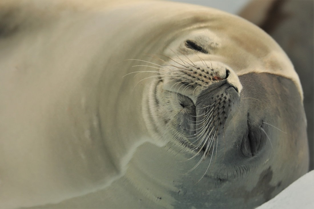 Sunbathing in Antarctica