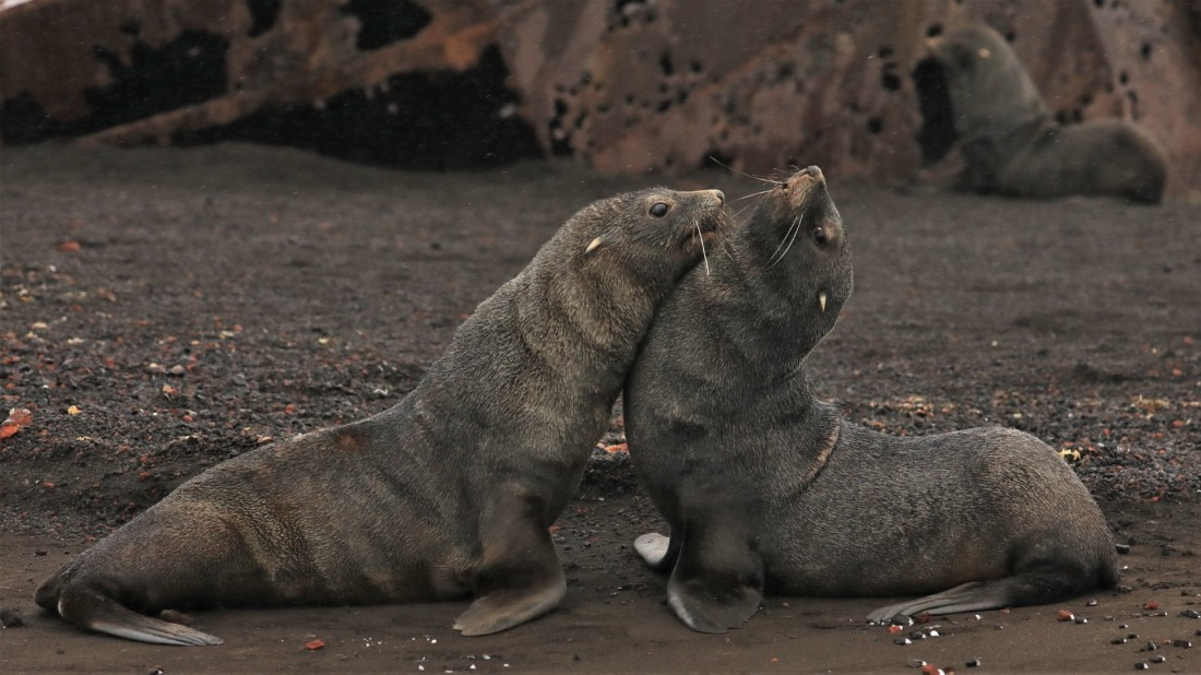 Fur seals fight no. 1