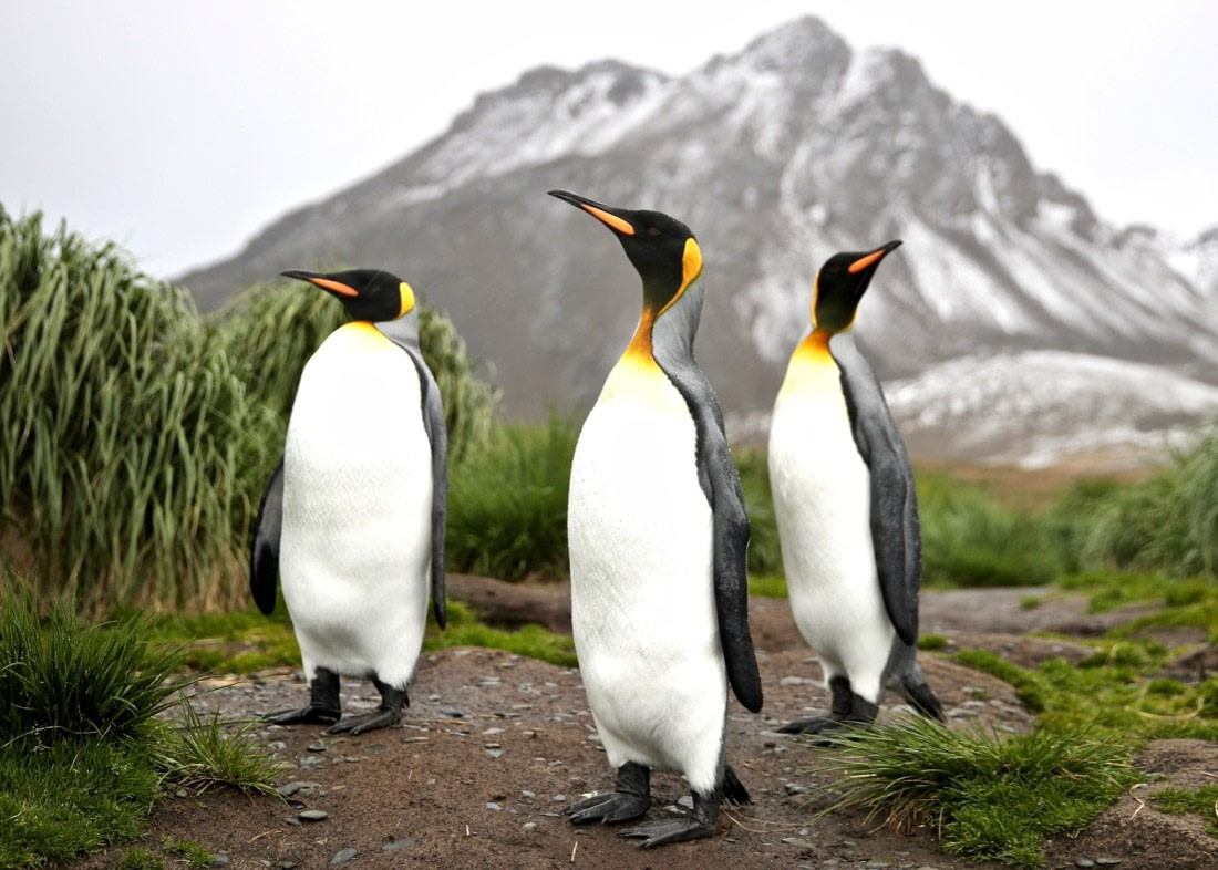 South Georgia Royalty