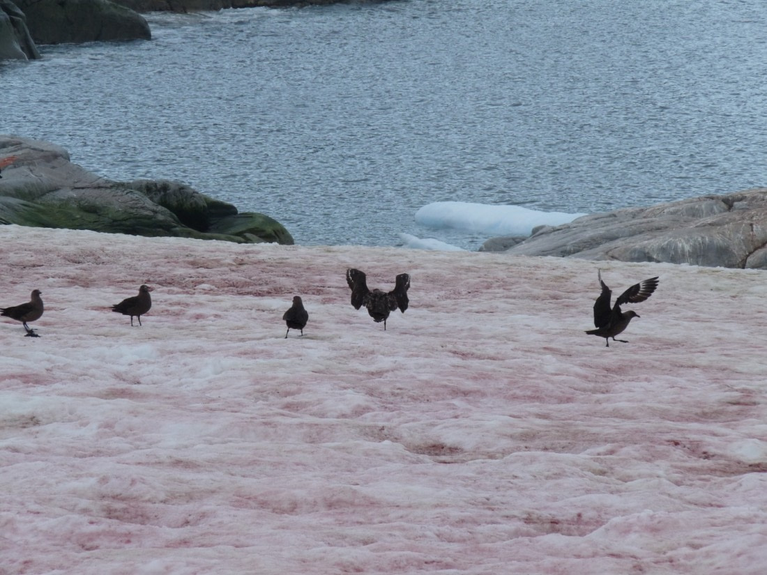 Brown Skuas on Petermann Island