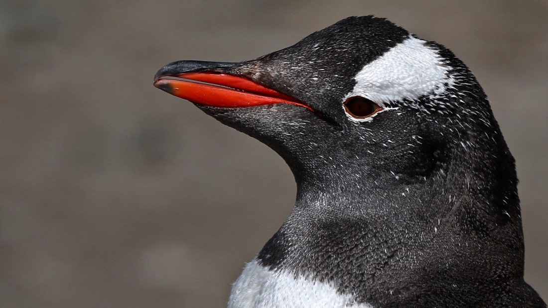 Gentoo Close Encounter