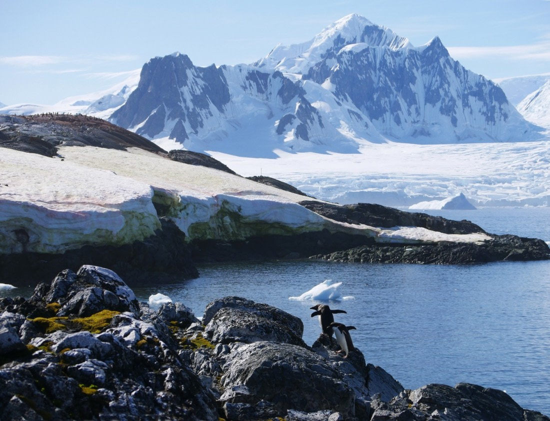 Yalour island Adelies © Colin Drake - Oceanwide Expeditions.jpg