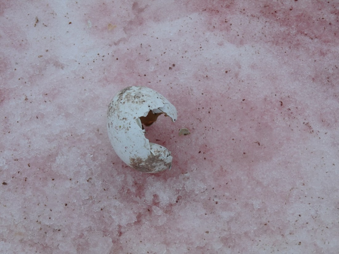Broken egg on Petermann Island