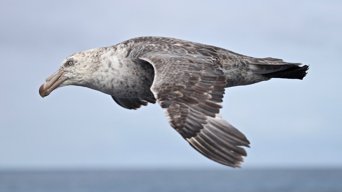 South Atlantic Soaring