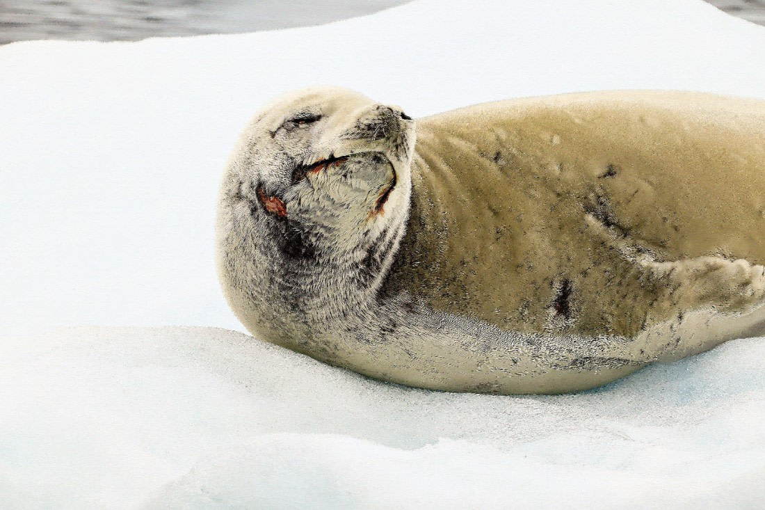 mhhh penguin tastes good