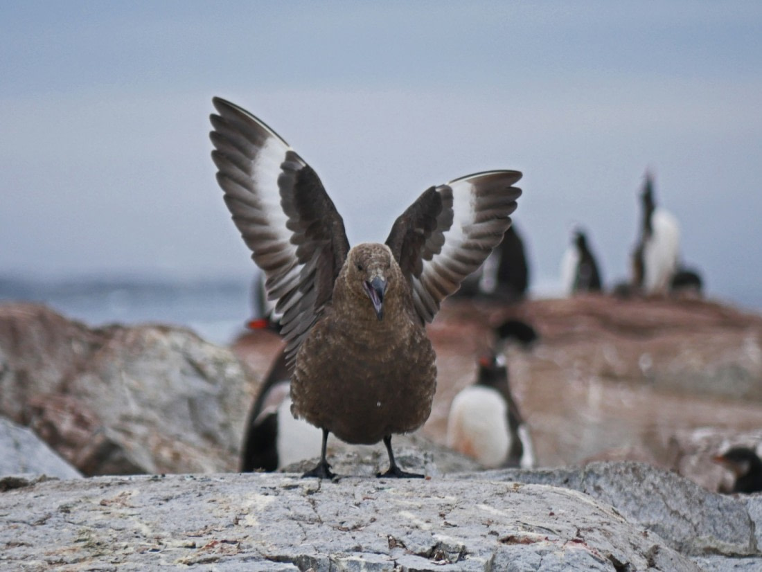 Petermann South Polar Skua