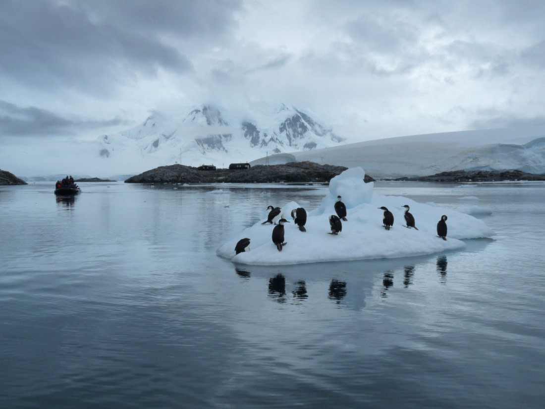 Antarctic shags by Port Lockroy