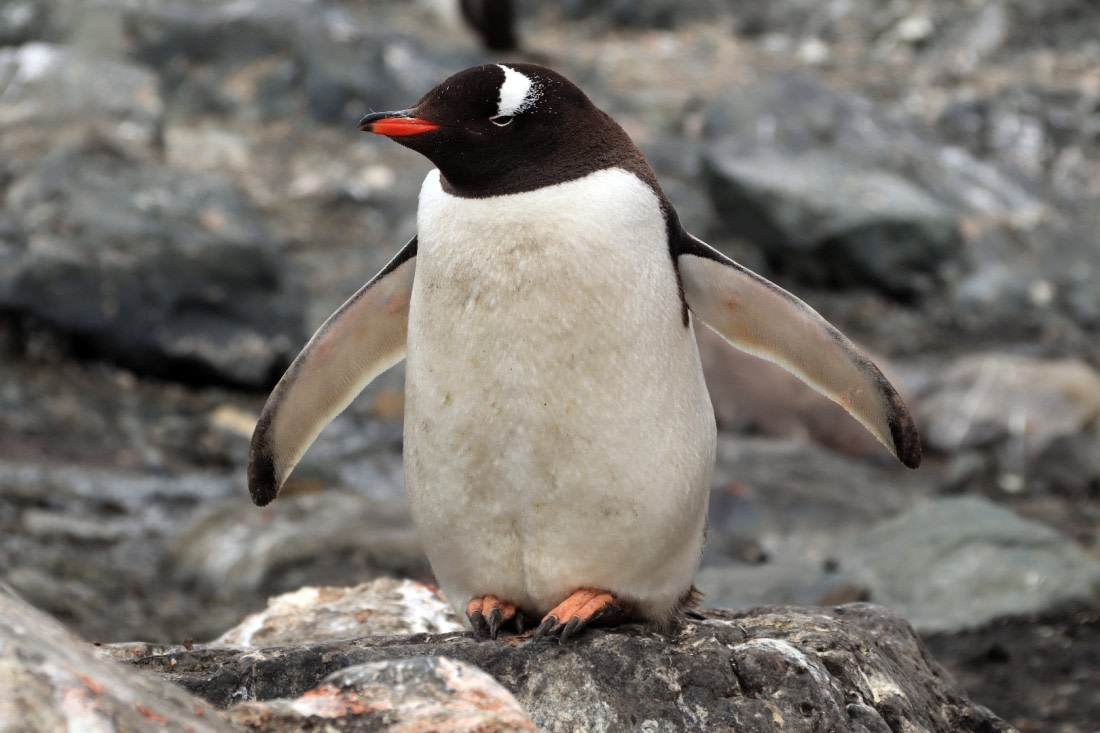 I cleary can see you