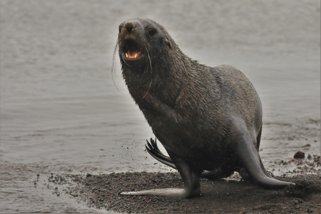 Angry fur seal