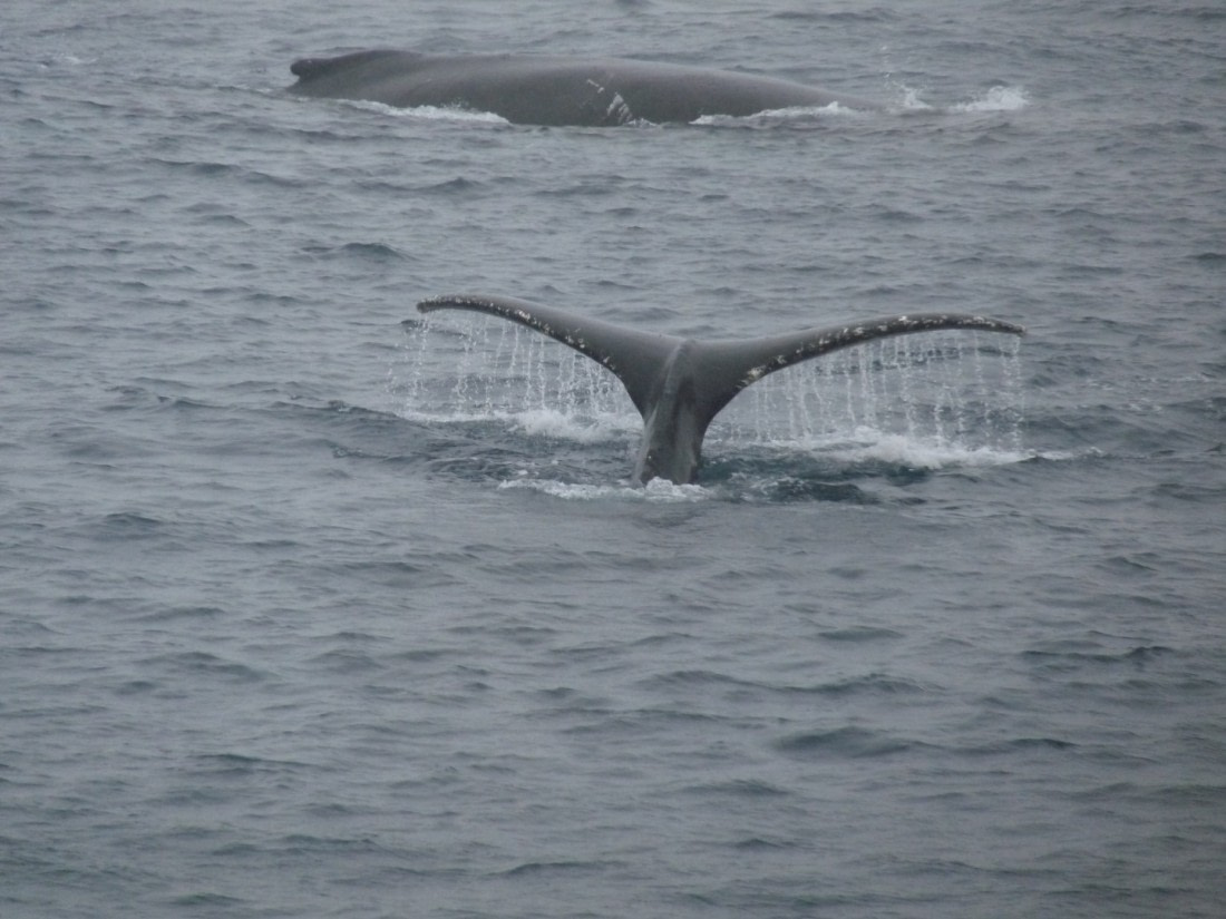 Humpback whales by Gerlache Strait