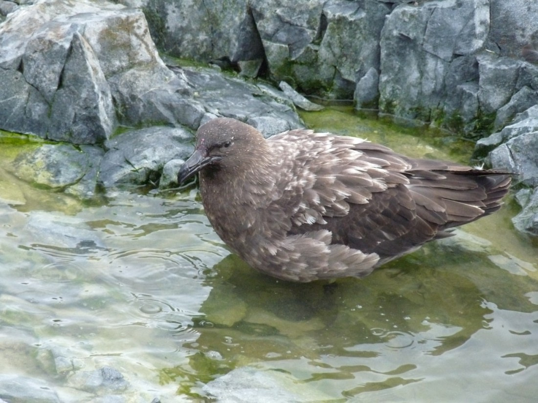 Brown Skuas by Orne Harbour