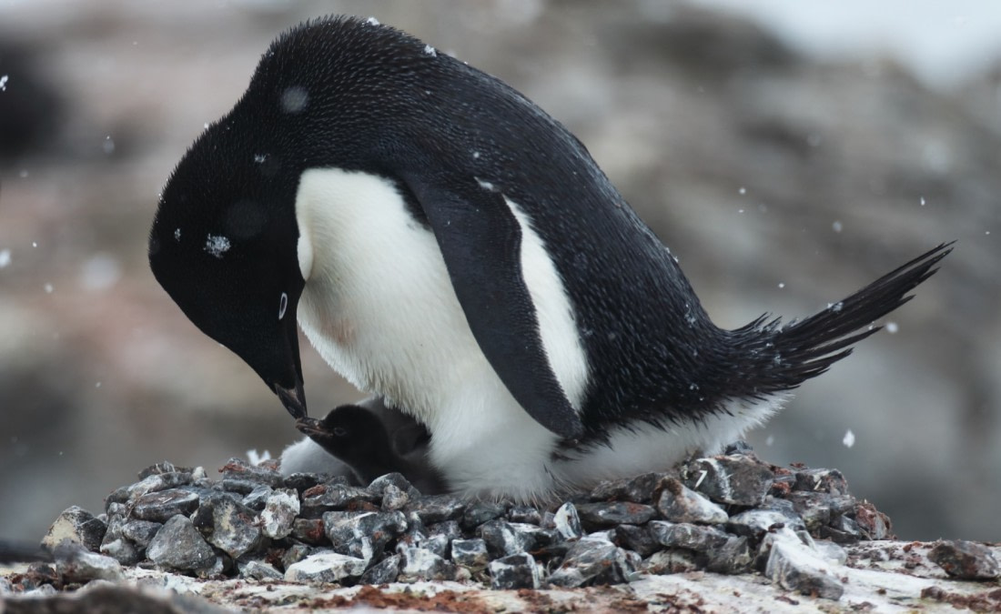 Adelie Christmas Family