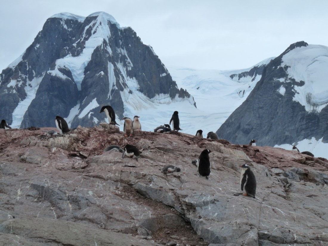 Penguin colony on Petermann Island
