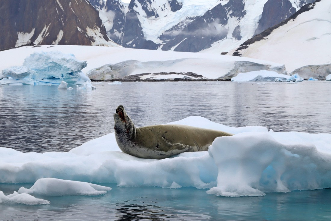 Howling for you baby