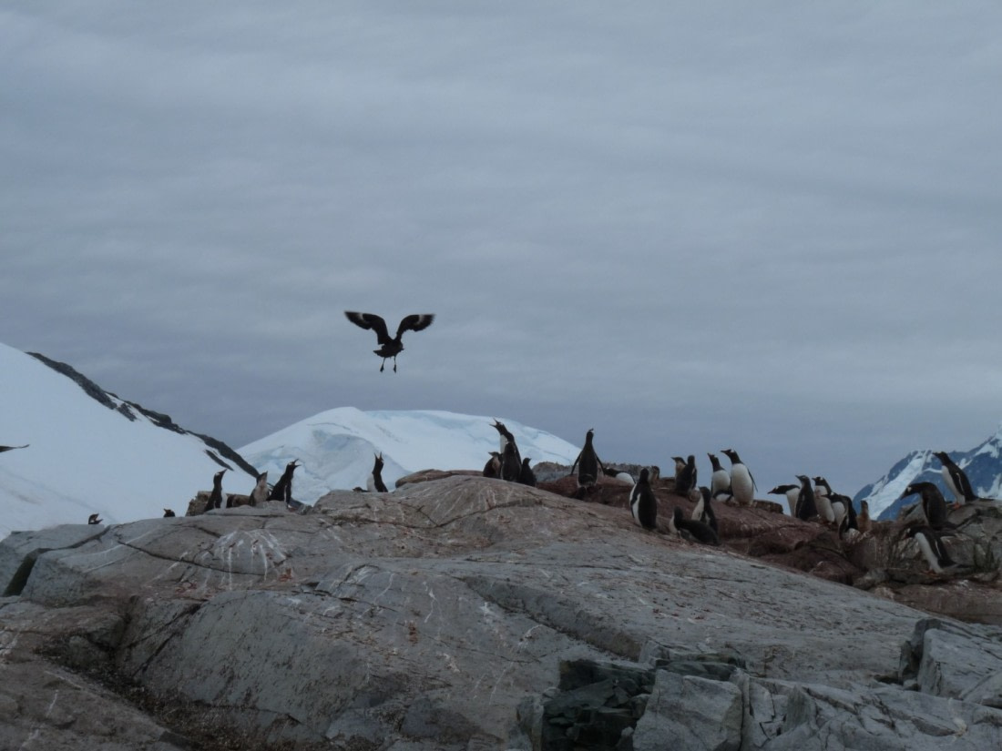 Enemy (brown skuas) spotted by penguin colony on Petermann Island