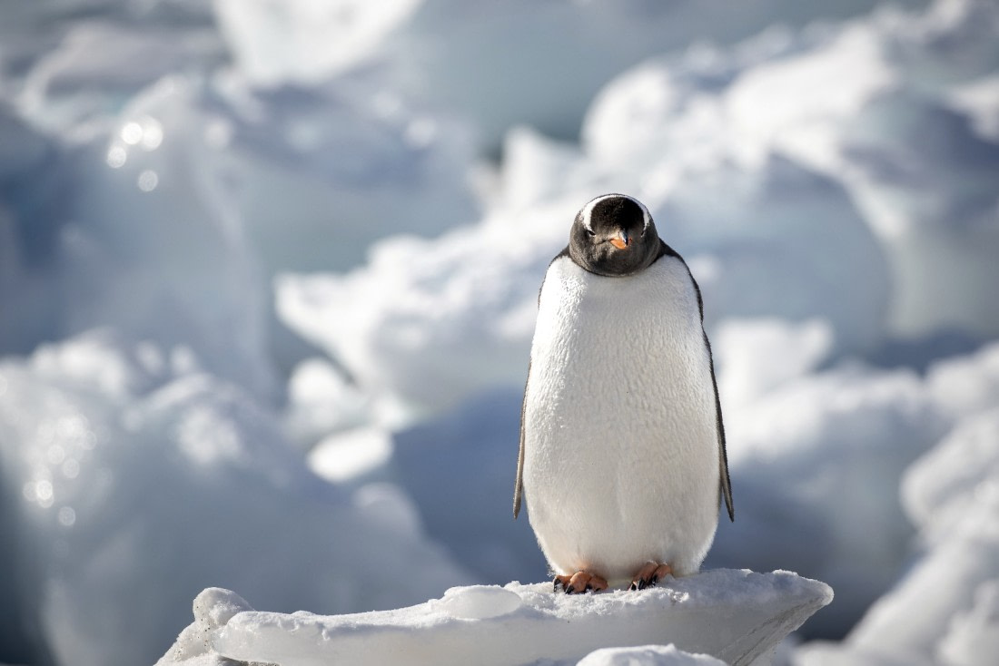 einsam auf dem Eisberg