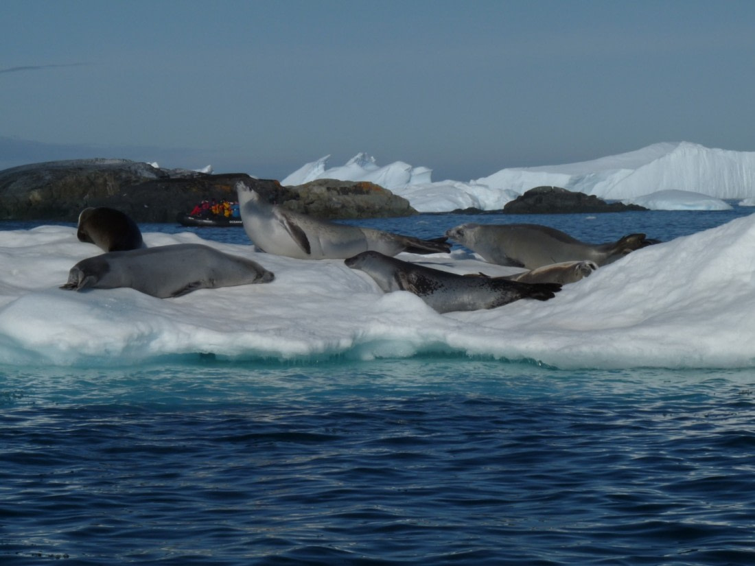 Group of seals by Yalour Island © Ria van Zessen - Oceanwide Expeditions.jpg