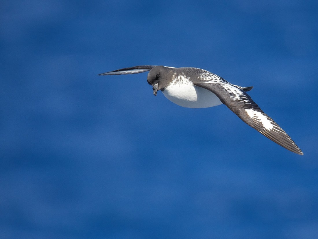 Neugieriger Kapsturmvogel