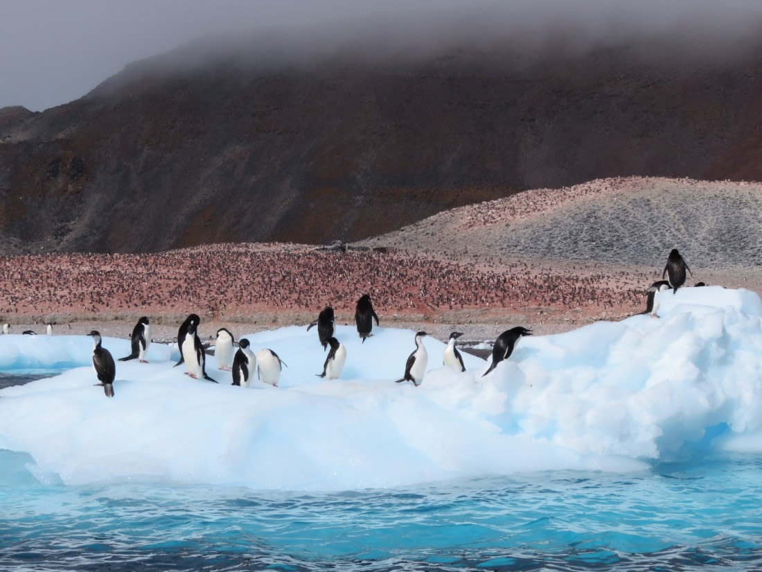 Paulet Island © Sanneke van der Sanden - Oceanwide Expeditions.jpg