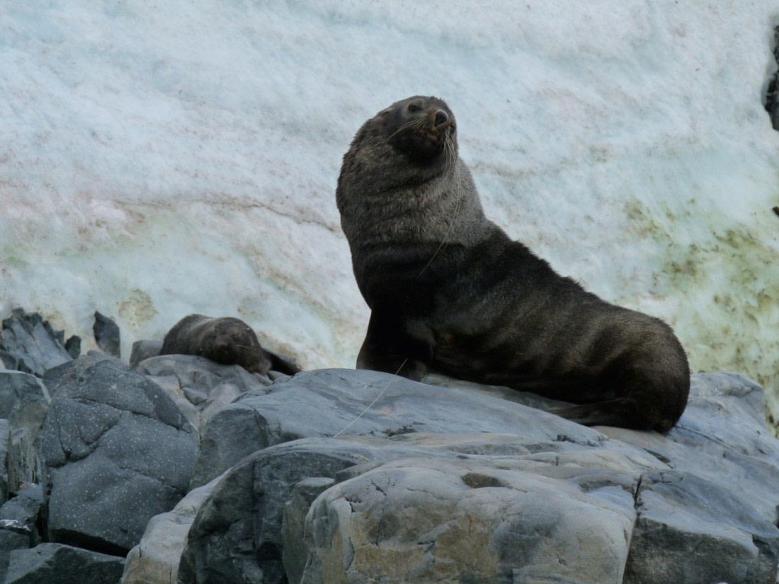 Seal by Anvers Island