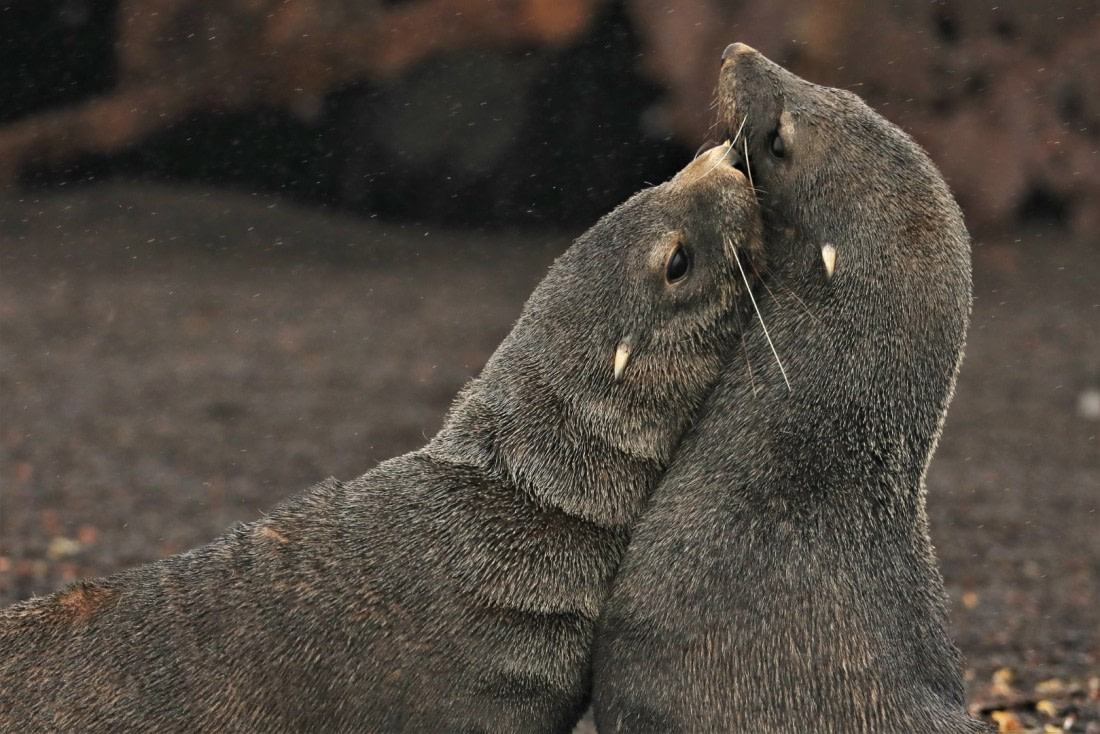 Fur seals fight no. 3
