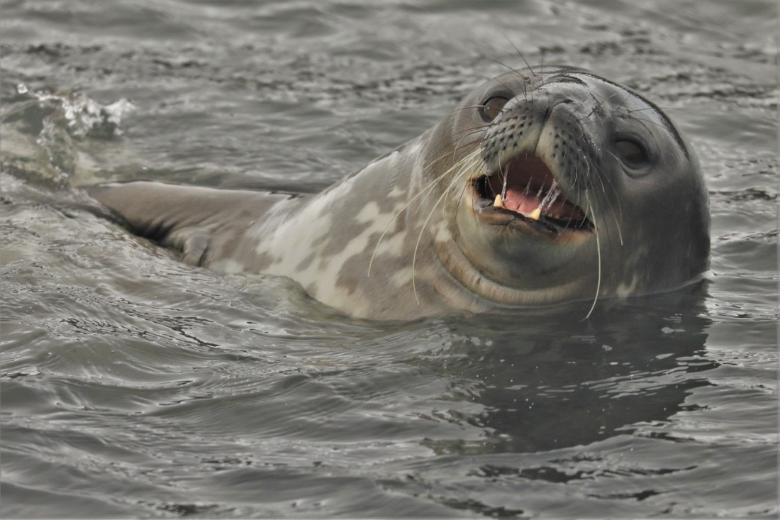 Singing seal