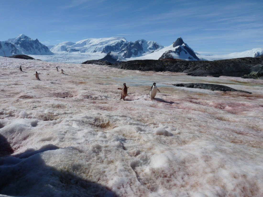 Running penguins on Petermann Island