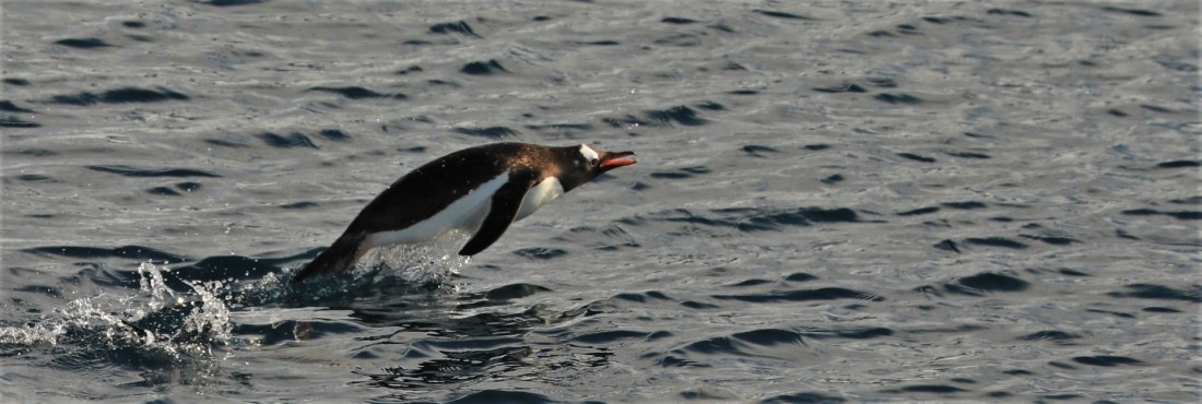 Flying penguin