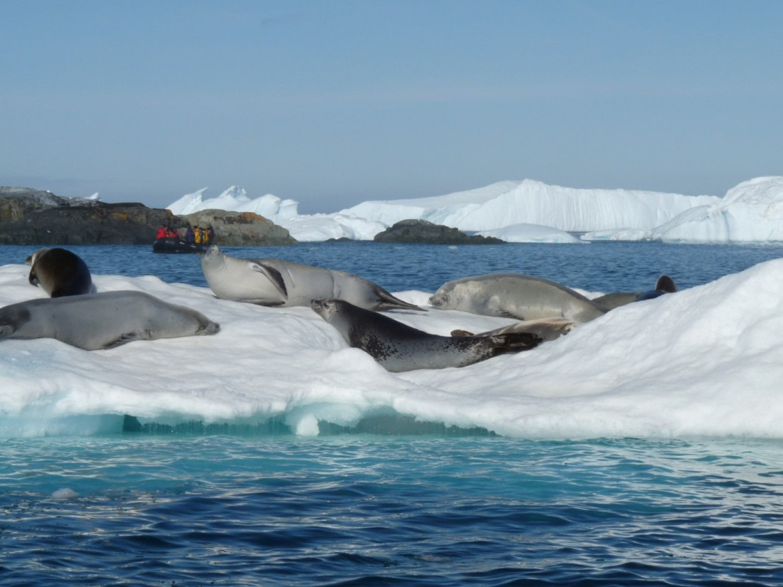 Spotting a group of seals in the sun