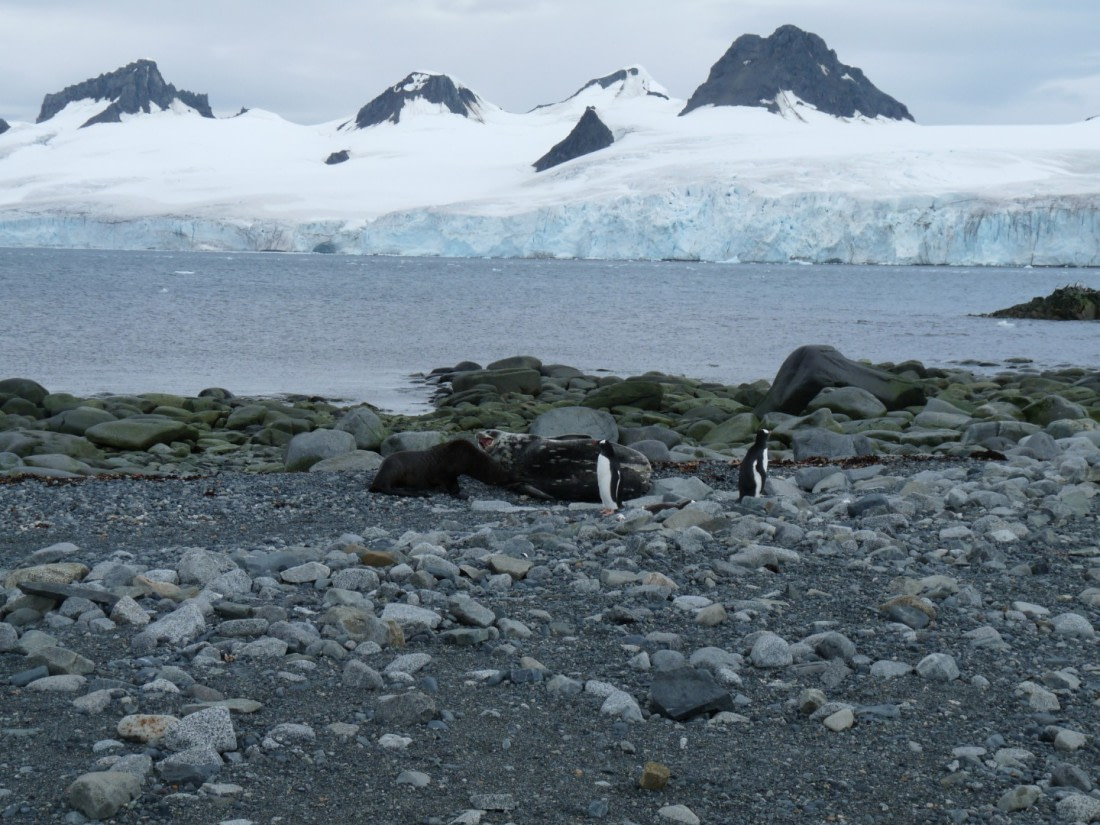 Mammals on Half Moon Island