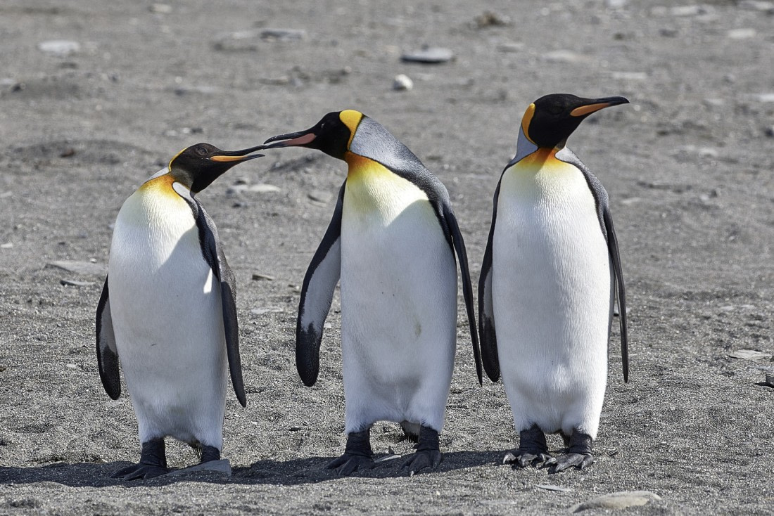 Schnabel in Schnabel