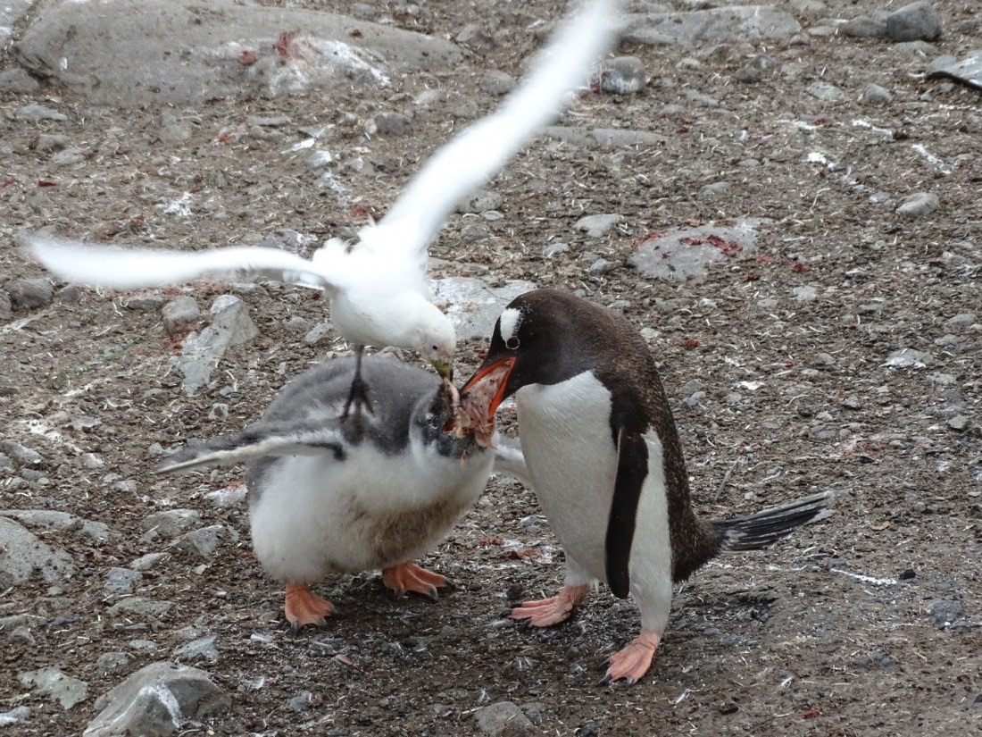 Snowy Sheathbill steals lunch