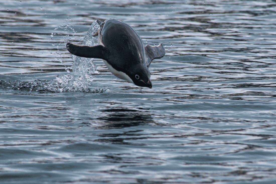 Flying Adelie Pinguin