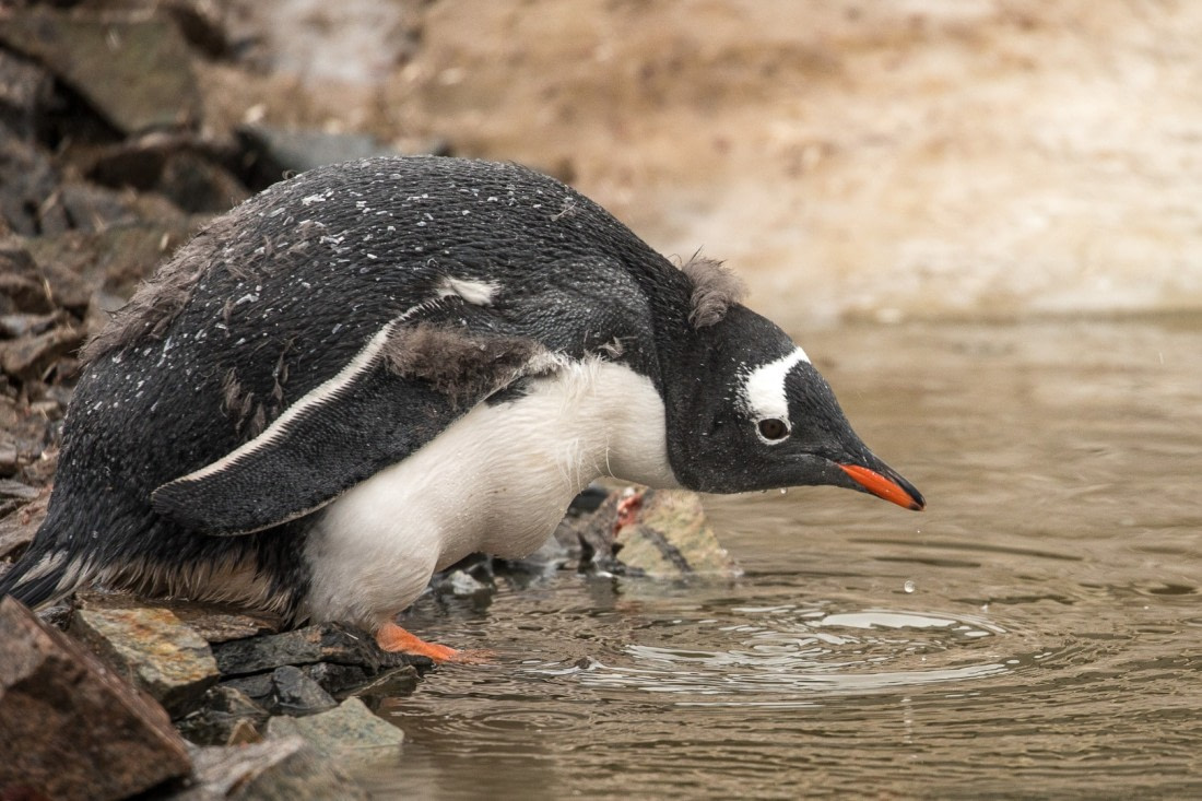 Drinking penguin