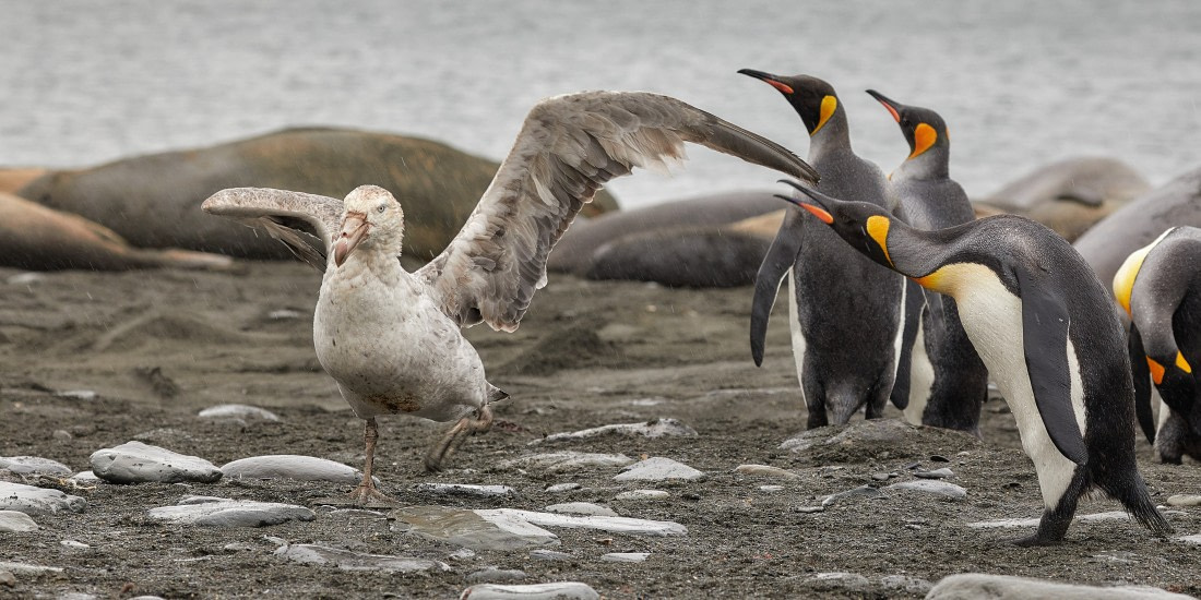 Giant petrel & king penguins (1).jpg
